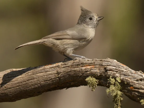 Juniper Titmouse by George Andrejko