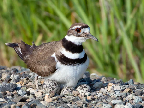 Killdeer by Mick Thompson