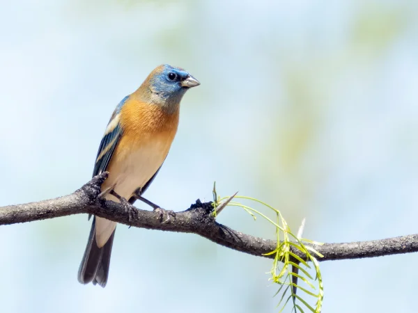 Lazuli Bunting by Mick Thompson