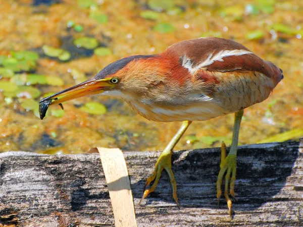 Western Least Bittern by Hal Trachtenberg