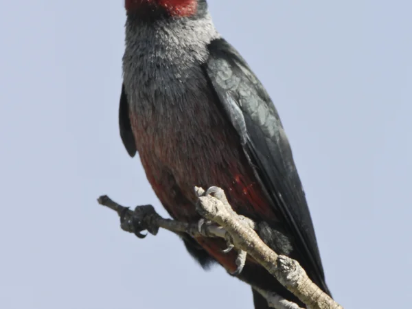 Lewis's Woodpecker by George Andrejko
