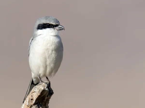 Loggerhead Shrike by Mick Thompson