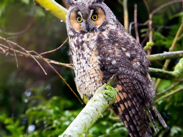 Long-eared Owl by Mick Thompson
