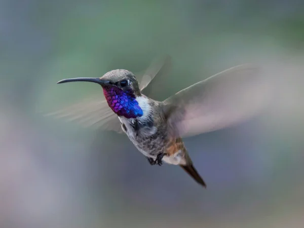 Lucifer Hummingbird by Doug Greenberg