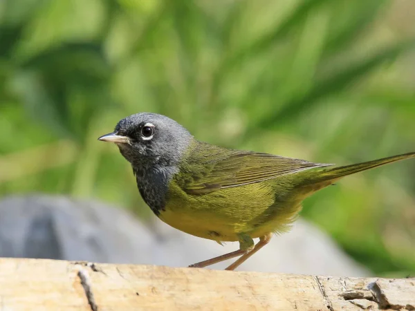 MacGillivray's Warbler by Mark Watson