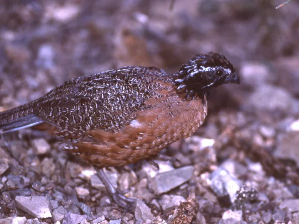 Northern Masked Bobwhite by George Andrejko