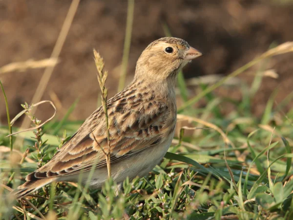 Thick-billed Longspur by Aaron Maizlish