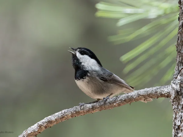 Mexican Chickadee by Julio Molero