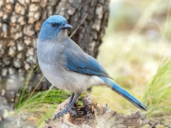Mexican Jay by Mick Thompson