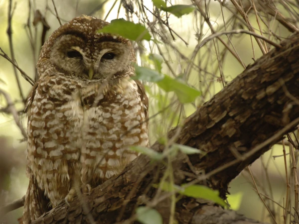 Mexican Spotted Owl by George Andrejko