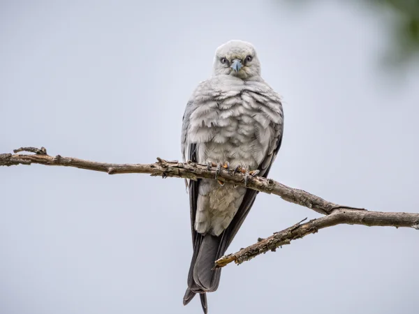Mississippi Kite by Sheva Shenoy