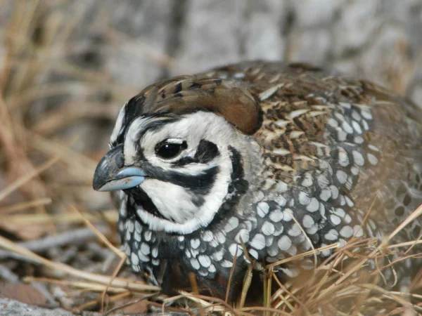 Montezuma Quail by George Andrejko
