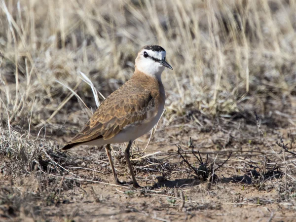 Mountain Plover by Ron Knight