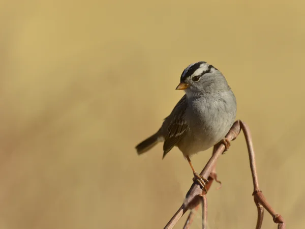Mountain West White-crowned Sparrow by George Andrejko