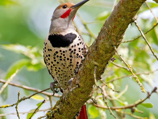 Northern Flicker by Mick Thompson