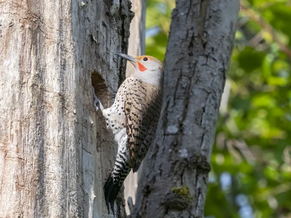 Northern Flicker by Mick Thompson