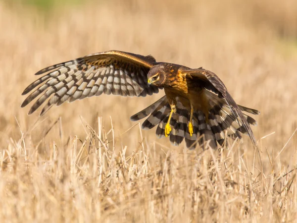 Northern Harrier by Mick Thompson