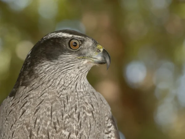 American Goshawk by George Andrejko