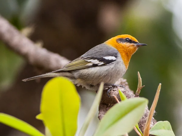 Olive Warbler by Ron Knight