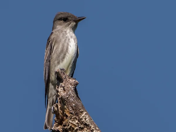 Olive-sided Flycatcher by Becky Matsubara