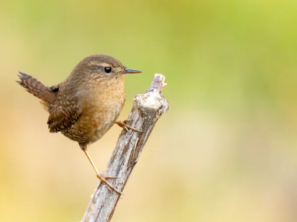 Pacific Wren by Mick Thompson