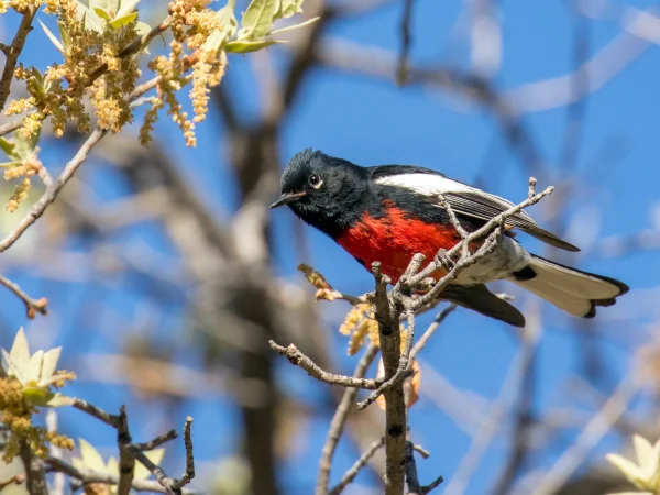 Painted Redstart by Mick Thompson