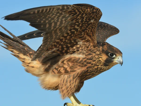 American Peregrine Falcon by George Andrejko