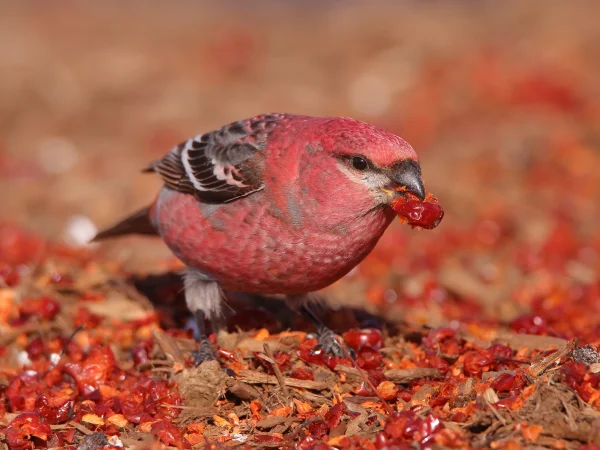 Pine Grosbeak by Scott Heron