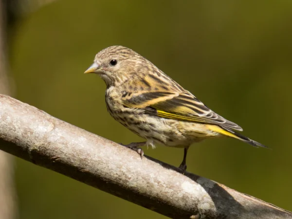 Pine Siskin by Mick Thompson
