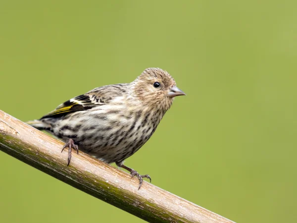 Pine Siskin by Mick Thompson