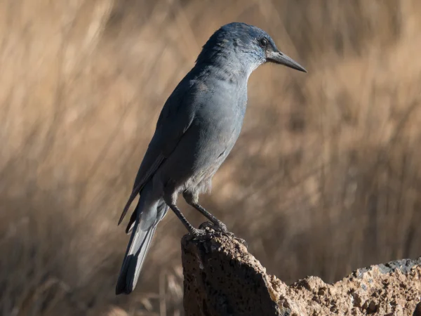 Pinyon Jay by Eric Gropp