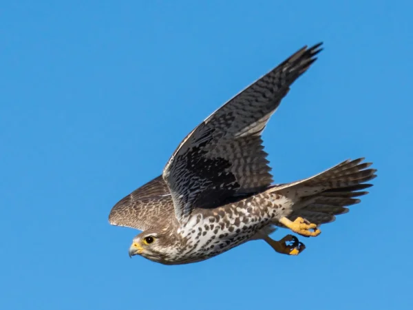 Prairie Falcon by Wendy Miller