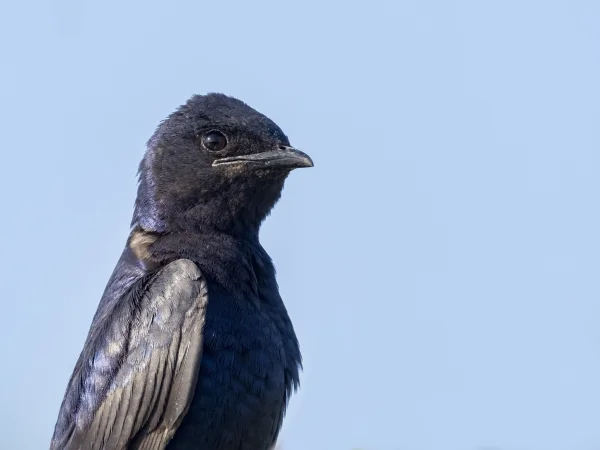 Desert Purple Martin by Mick Thompson