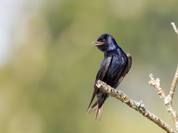 Western Purple Martin by Mick Thompson