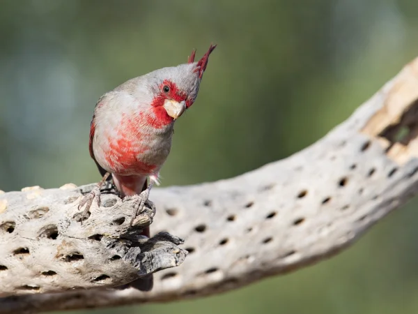 Pyrrhuloxia by Mick Thompson