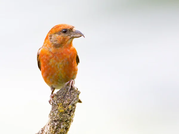Red Crossbill by Mick Thompson