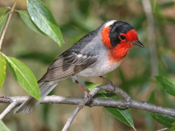 Red-faced Warbler by Alan Schmierer