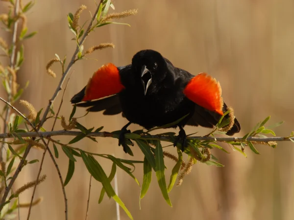 Red-winged Blackbird by George Andrejko