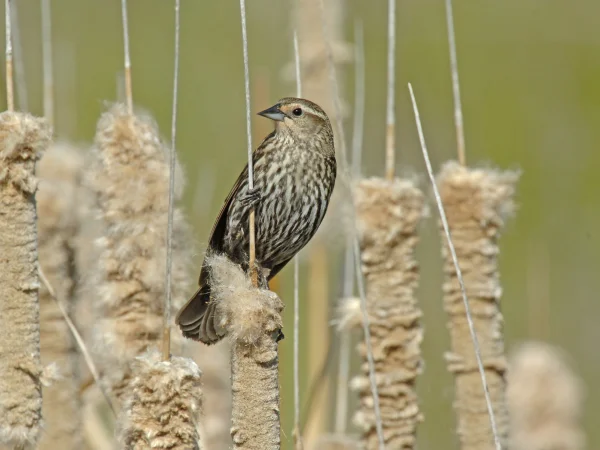 Red-winged Blackbird by George Andrejko