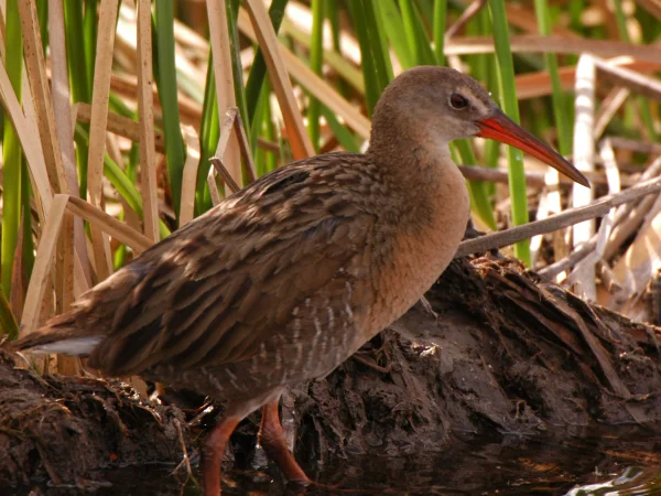 Ridgway's Rail by George Andrejko