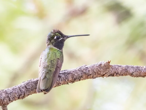 Rivoli's Hummingbird by Mick Thompson