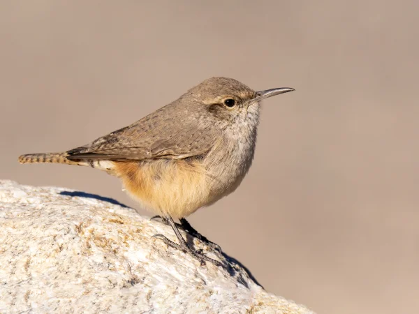 Rock Wren by Mick Thompson