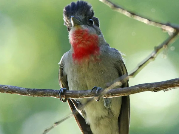 Rose-throated Becard by Mark Watson