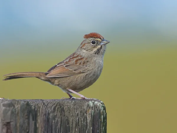 Rufous-crowned Sparrow by Jerry Ting