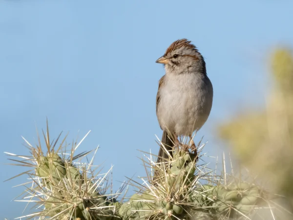 Rufous-winged Sparrow by Mick Thompson