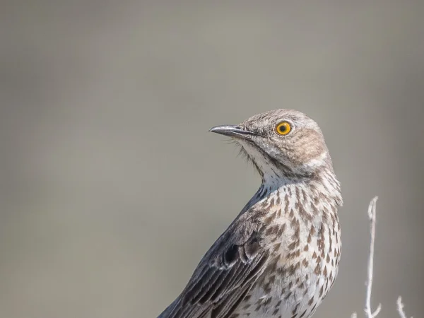 Sage Thrasher by unknown photographer