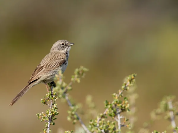 Sagebrush Sparrow by Mick Thompson