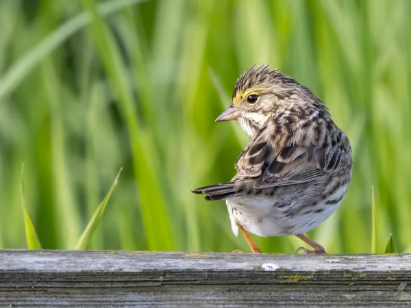 Savannah Sparrow by Mick Thompson