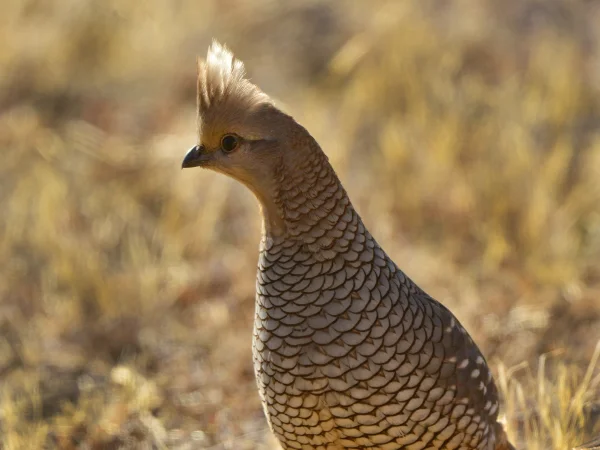 Scaled Quail by George Andrejko