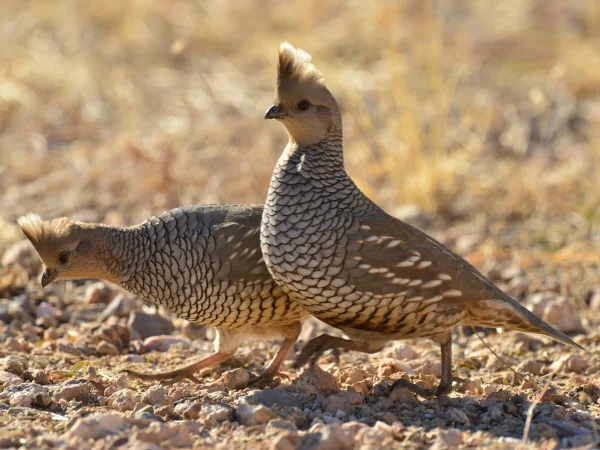 Scaled Quail by George Andrejko